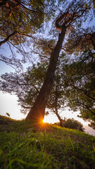 The big Tree in Capri