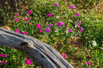Picture of purple flowers and deadwood - selected focus