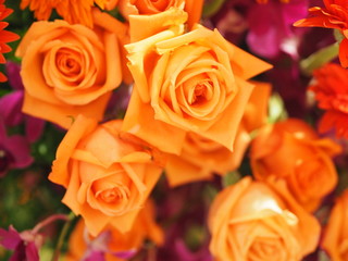 Orange Old rose color rose flower arrangement Beautiful bouquet on blurred of nature background symbol love Valentine Day beautiful in nature