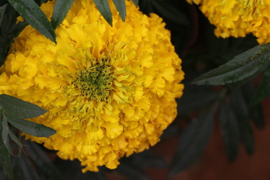 Marigold flower - the soure of honey for the bee