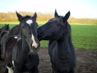 Whispers between horses