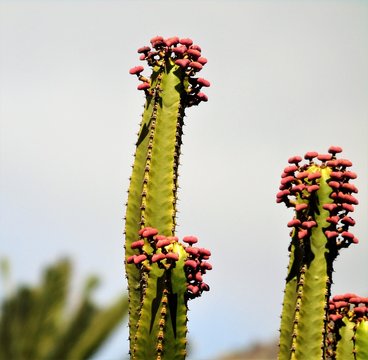 cactus with red flowers