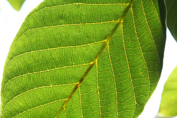 Walnut leaves under the sun light macro. Leaves texture background.