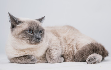 a beautiful fat sad gray cat with a dark muzzle lies on a white background