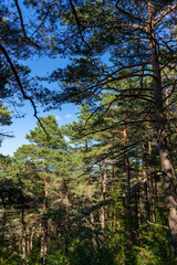 Fototapeta premium Foret de conifères. coniferous forest
