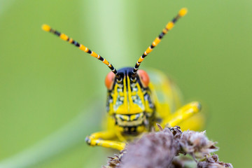 Close up of the head of an Elegant grasshopper (Zonocerus elegans), focus on feelers, Drakensberg, South Africa