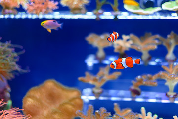 Fototapeta na wymiar clown fish in the aquarium