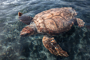 A magnificent adult loggerhead sea turtle (Caretta caretta) on the surface above a coral reef in clear salt water. Ocean, environmental concept.