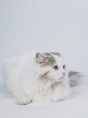 Aggressive spotted cat on a light background, pet is played on a white background