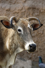 Zebu