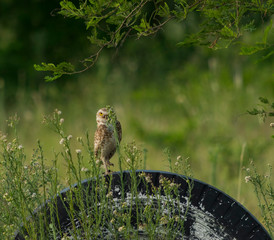 Lechuza Vizcachera Curiosa