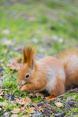 Naklejka na ściany i meble The squirrel is siting on the ground and eats a nut . Young squirrel in the park. Close-up portrait. (Sciurus vulgaris)