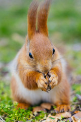 The squirrel is siting on the ground and eats a nut . Young squirrel in the park. Close-up portrait.  (Sciurus vulgaris)