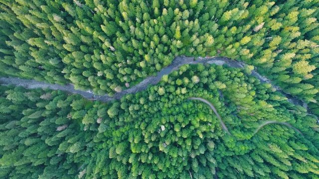 Winding River Running through a Pristine Cascade Mountain Forest 