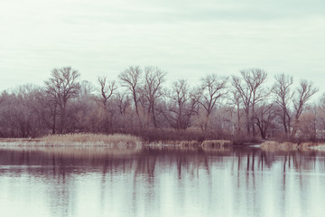 Landscape with lake and trees in winter.