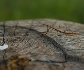 Mantis Religiosa Marron