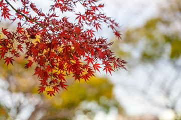 紅葉の樹木