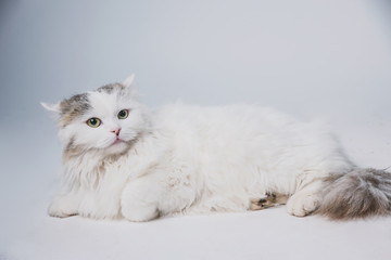Aggressive spotted cat on a light background, pet is played on a white background