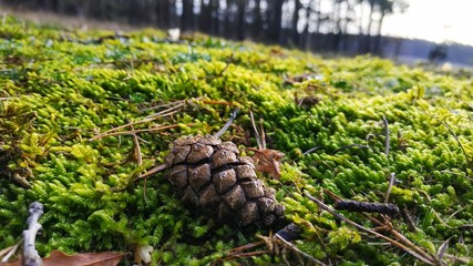 pine cone on grass