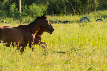 Yegua con su Potrillo