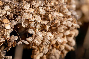 dried yellow flowers