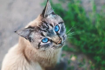 Papier peint photo  Beautiful Cat with blue Eyes  © Melashacat