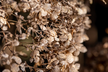 dried flowers on a background