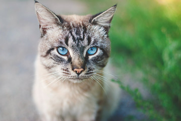Naklejka na ściany i meble Beautiful Cat with blue Eyes