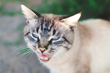 Beautiful Cat with blue Eyes