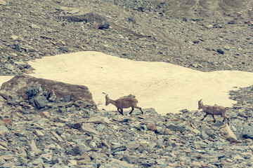 Alpine ibex in their natural habitat in Grand Paradiso national park.
