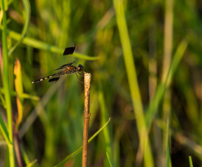 Libélula Marrón con Alas con Franjas Negras
