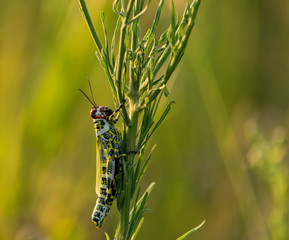 Saltamontes de Campo