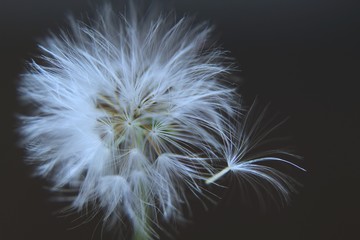 dandelion on black background