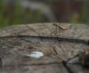 Mantis Religiosa Marrón