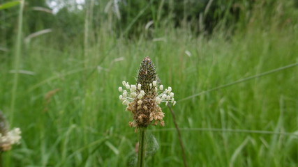 Blume 