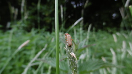 Käfer 