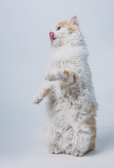 Aggressive spotted cat on a light background, pet is played on a white background