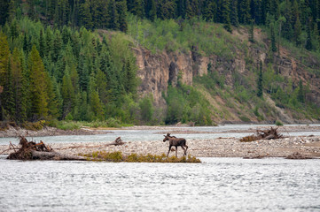 Fototapeta na wymiar Moose crossing the Stikine river in Spatsizi Plateau Wilderness Provincial Park, Canada