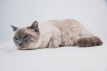Fototapeta premium a beautiful fat sad gray cat with a dark muzzle lies on a white background