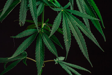 Thematic photos of hemp and marijuana Green leaf of cannabis. background image. Bright green leaves of marijuana close-up with a distinct pattern and texture.