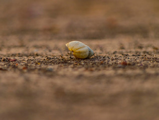Caparazón de Caracol en el Suelo