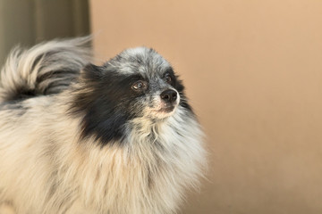 panda pomeranian 