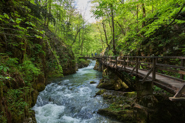 Fototapeta na wymiar Rapids in the canyon with the footbridge of the Kamačnik River in spring, Croatia