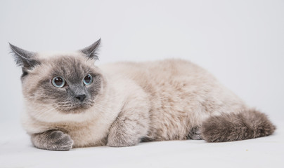 a beautiful fat sad gray cat with a dark muzzle lies on a white background