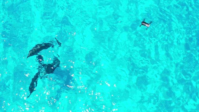 Drone hovers over dolphins playing in clear blue water at Hellfire Bay, Cape Le Grand National Park, Western Australia