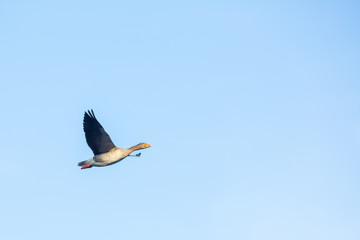 Goose flying high in a clear sky morning.