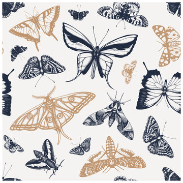Hand drawn butterflies seamless pattern. High detailed insects backdrop in vintage style. Engraved butterflies entomological background.