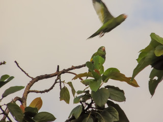Aves 02