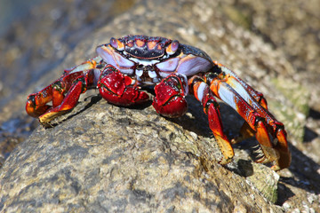 rote_Klippenkrabbe