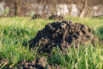 green grass on a meadow with molehills